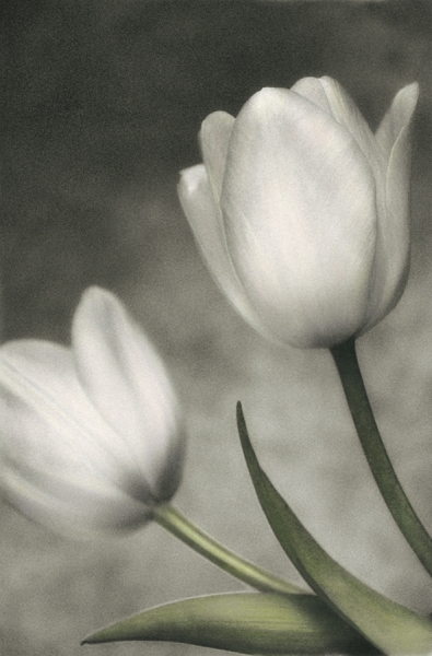 Photograph Dianne Poinski Tulips on One Eyeland